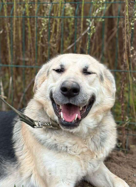 Собаки в Истре: Молодая собака ищет дом и семью Девочка, Бесплатно - фото 4