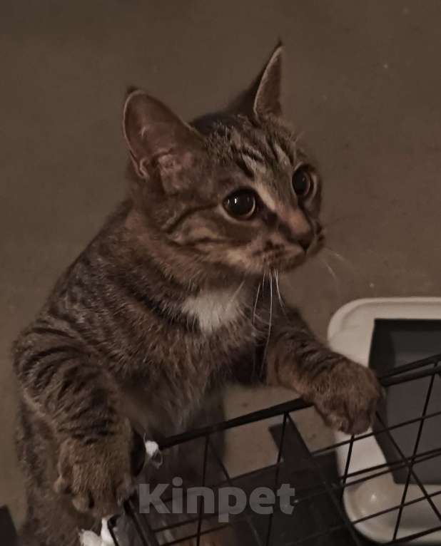 Кошки в Санкт-Петербурге: Срочно!!! Отдам в Добрые руки! Девочка, Бесплатно - фото 1