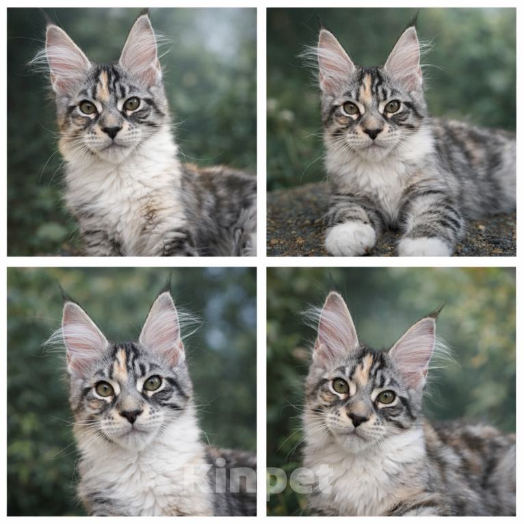 Кошки в Геленджике: Продаётся котёнок мейн-кун, девочка, редкий окрас fs 03 24, из питомника EdenLight (Геленджик) Девочка, 35 000 руб. - фото 2