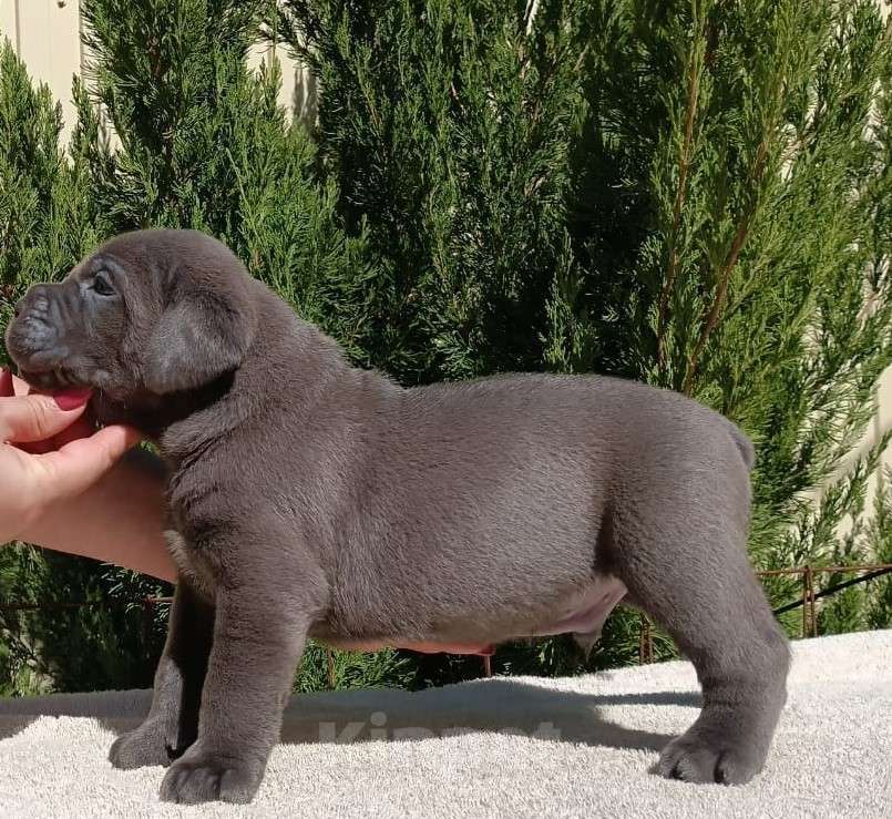 Собаки в Ростове-на-Дону: Щенки Кане Корсо (дети чемпионов) Мальчик, 60 000 руб. - фото 3