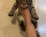 Кошки в Липецке: Котята Мейн-кун Девочка, 20 000 руб. - фото 2