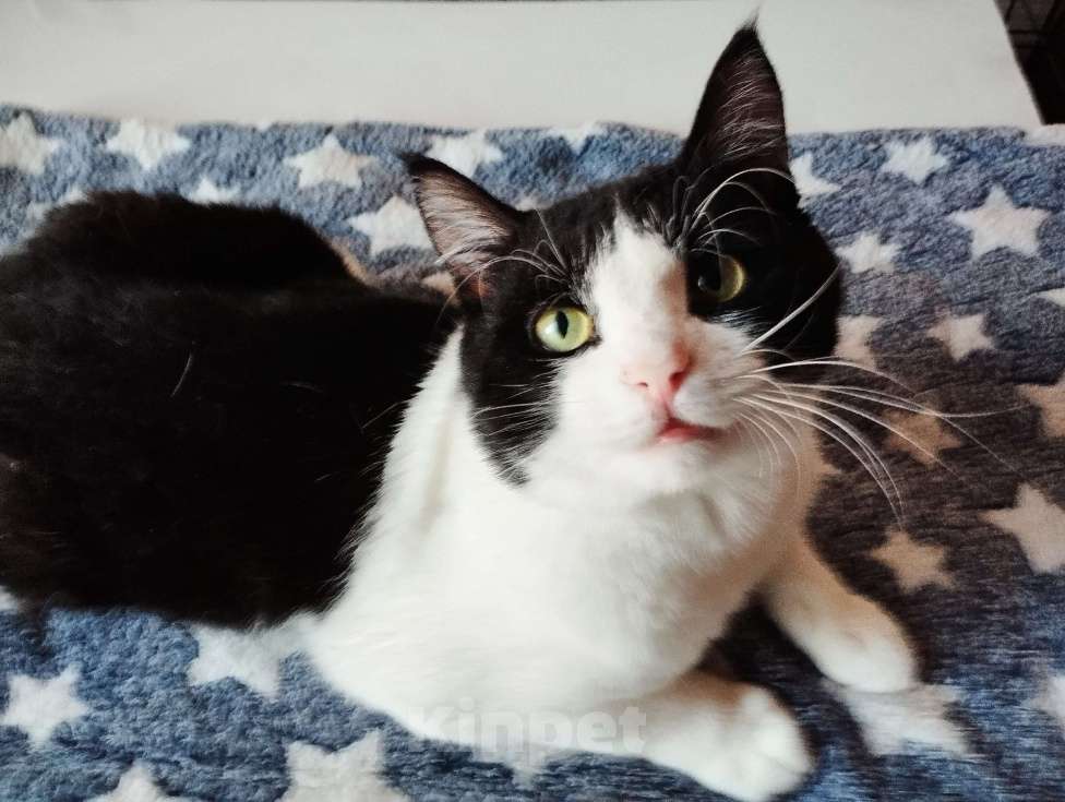 Кошки в Москве: Молоденький ласкун Мурчик ждёт свою семью Мальчик, Бесплатно - фото 7