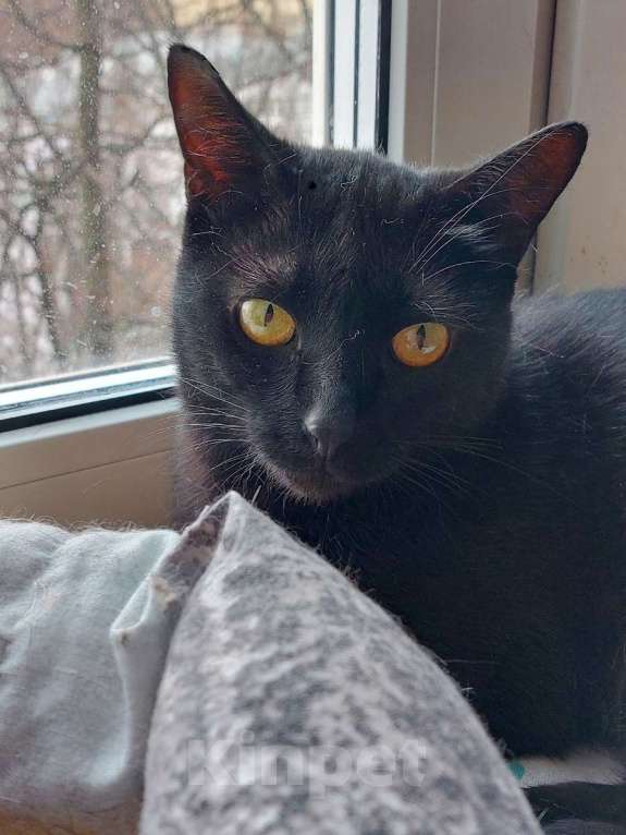 Кошки в Санкт-Петербурге: Красавица Яся в добрые руки. Девочка, Бесплатно - фото 6