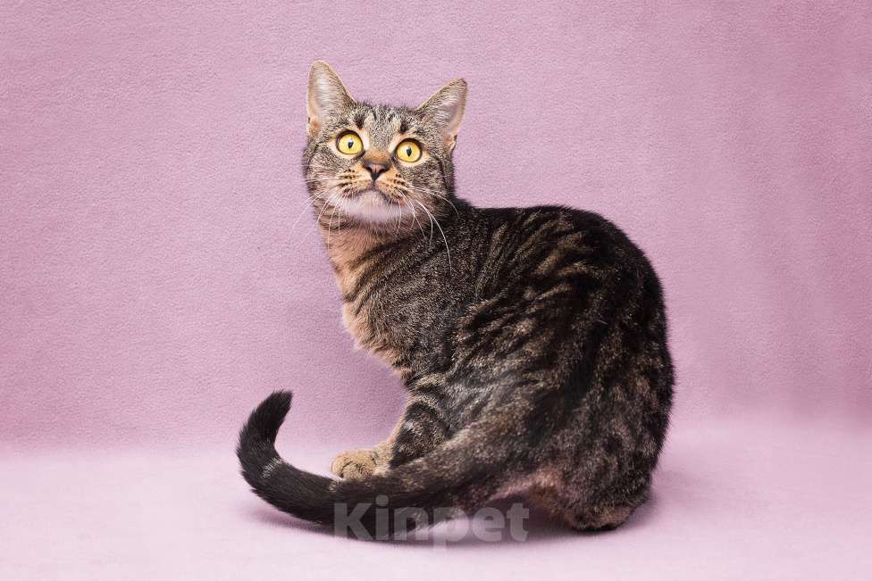 Кошки в Москве: Кошечка в добрые руки Девочка, Бесплатно - фото 5