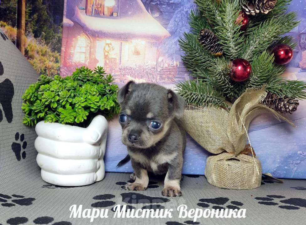 Собаки в Санкт-Петербурге: Вероника чихуахуа голубого с подпалом окраса Девочка, 50 000 руб. - фото 3