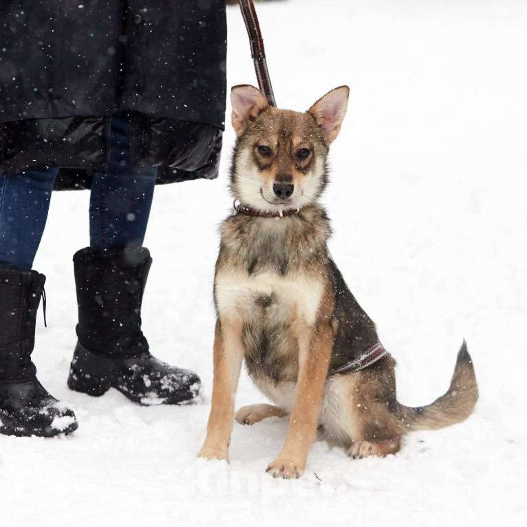 Собаки в Москве: Марли! Ласковая и прелестная! В хорошие руки! Девочка, Бесплатно - фото 3