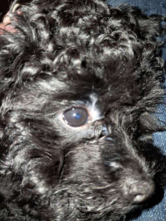 Собаки в Сочи: Синий Мальтипу f1 micro Мальчик, 150 000 руб. - фото 4