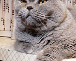 Кошки в Санкт-Петербурге: Британский  котик Лео Мальчик, 15 000 руб. - фото 5