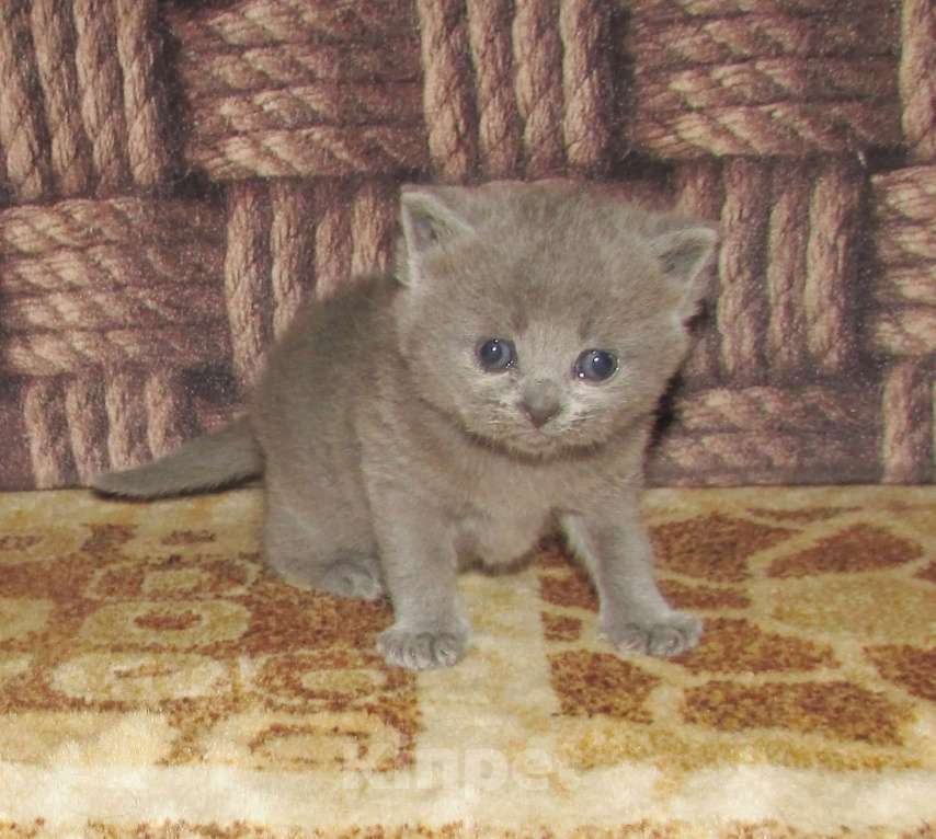 Кошки в Санкт-Петербурге: для раннего бронирования Мальчик, Бесплатно - фото 3