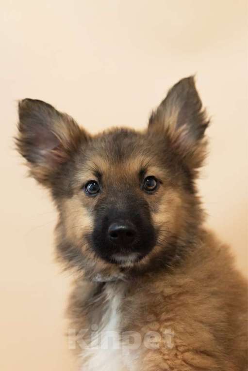 Собаки в Москве: Щенки всех окрасов в добрые руки Мальчик, 1 руб. - фото 7