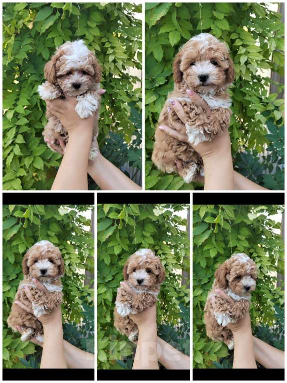 Собаки в Краснодаре: Щенки Мальтипу f1 мини Мальчик, Бесплатно - фото 3