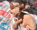 Кошки в Ульяновске: Продам котенка Мальчик, Бесплатно - фото 2