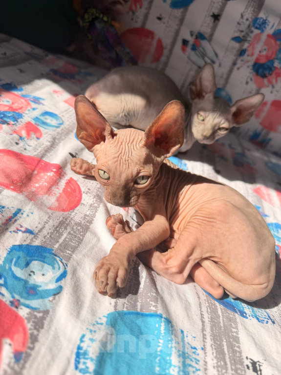 Кошки в Ульяновске: Продам котенка Мальчик, Бесплатно - фото 2