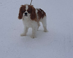 Собаки в Ярославле: Милашка, подрощенный щенок кавалерчик Мальчик, 70 000 руб. - фото 3