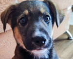 Собаки в Хабаровске: Щенок в добрые руки Мальчик, Бесплатно - фото 5