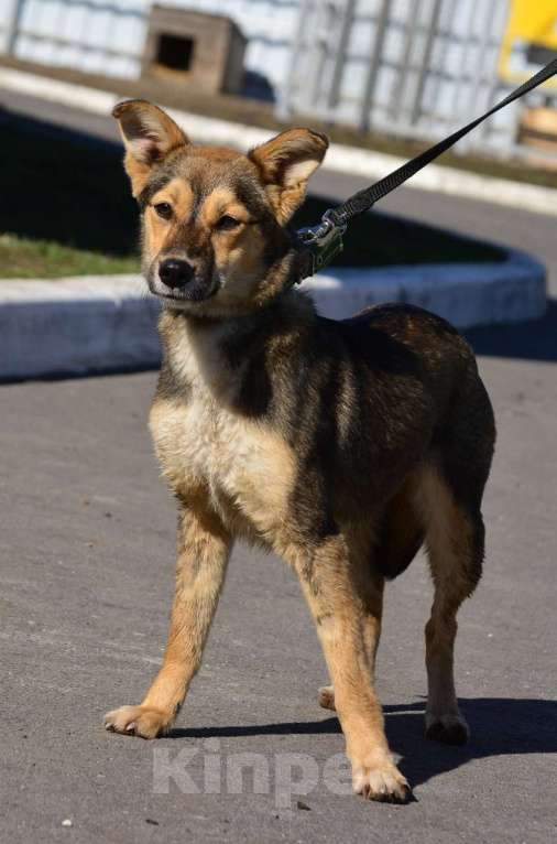 Собаки в Воронеже: Маленькая собачка в добрые руки  Девочка, Бесплатно - фото 4