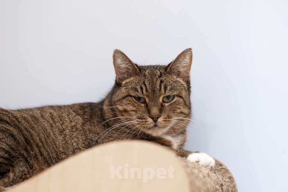 Кошки в Москве: Кошка Ройбуш в добрые руки Девочка, Бесплатно - фото 7