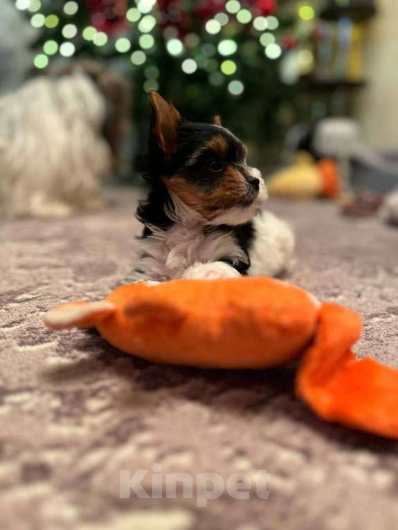 Собаки в Вологде: Очень красивая девочка бивер терьер  Девочка, 120 000 руб. - фото 2