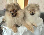 Собаки в Красноярске: Продам щенков померанского шпица Мальчик, Бесплатно - фото 1