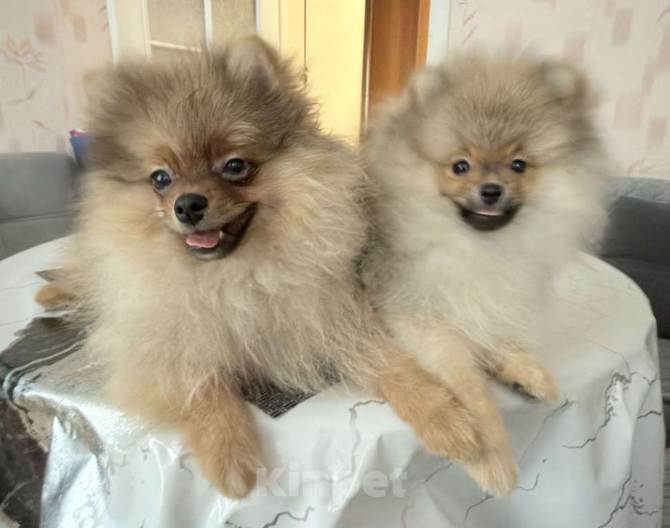 Собаки в Красноярске: Продам щенков померанского шпица Мальчик, Бесплатно - фото 1