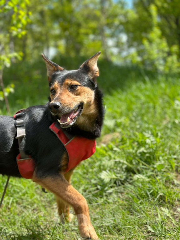 Собаки в Москве: Сигма  Девочка, Бесплатно - фото 5