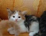 Кошки в Москве: Норвежские лесные котята Девочка, Бесплатно - фото 10