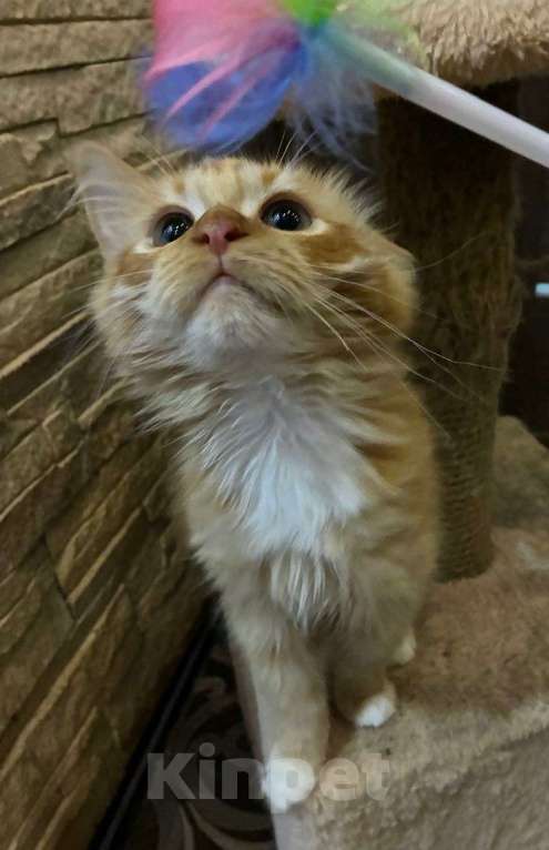 Кошки в Москве: Рыжий котенок в дар Мальчик, Бесплатно - фото 3