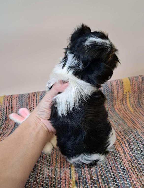 Собаки в Москве: Мини девочка Бивер  Девочка, 150 000 руб. - фото 3