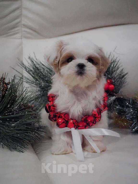 Собаки в Москве: Самые милые щеночки для Вас! Мальчик, Бесплатно - фото 5