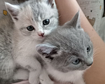Кошки в Москве: Котята от русского голубого кота и британской мамы в дар Мальчик, 1 руб. - фото 5