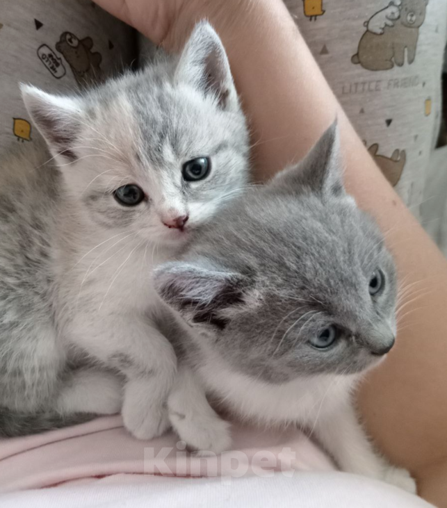 Кошки в Москве: Котята от русского голубого кота и британской мамы в дар Мальчик, 1 руб. - фото 5