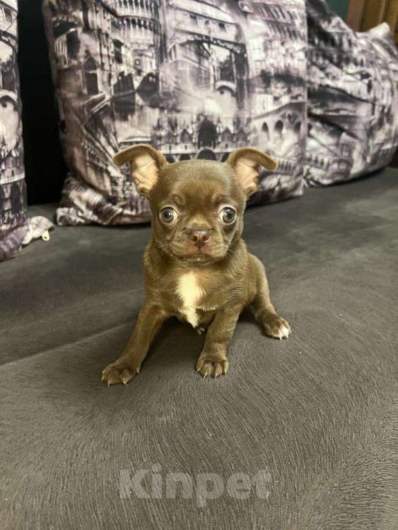 Собаки в Москве: Замечательный мальчик чихуахуа Мальчик, 35 000 руб. - фото 4