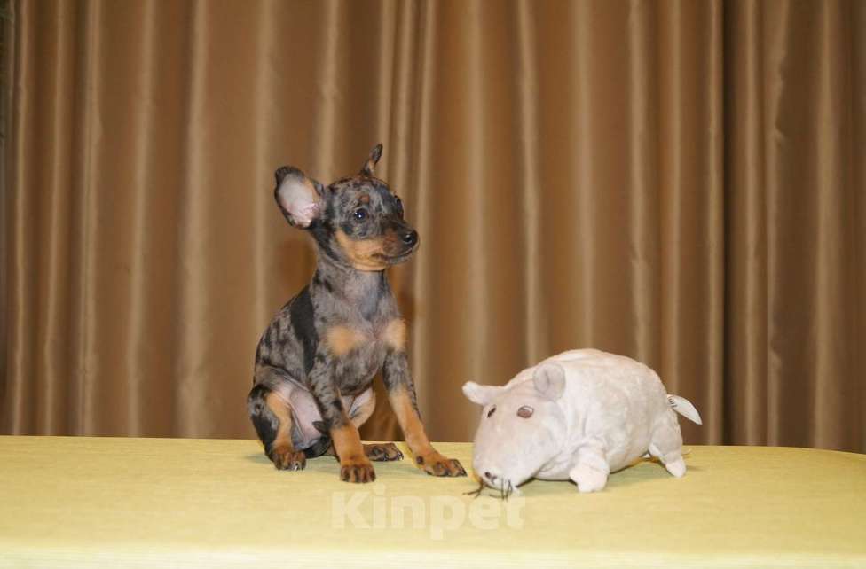 Собаки в Москве: Щенок девочка мраморная Девочка, Бесплатно - фото 2