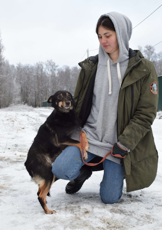 Собаки в Москве: Маленькая собачка пропадает в приюте Девочка, Бесплатно - фото 5