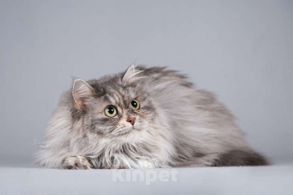 Кошки в Москве: Пушистая ласковая кошка Дымка в добрые руки Девочка, 1 руб. - фото 4