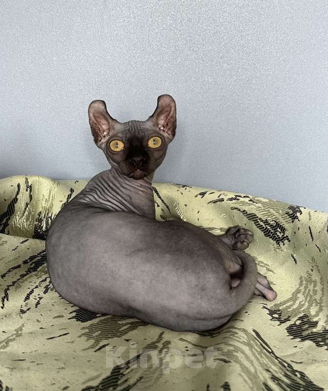 Кошки в Москве: Канадский сфинкс Эльф Девочка, 20 000 руб. - фото 9
