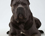 Собаки в Симферополе: Кобель Кане Корсо для вязки Мальчик, 1 000 руб. - фото 9