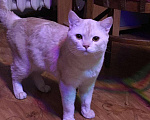 Кошки в Чите: Кот шотландский, 1 руб. - фото 4
