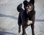 Собаки в Москве: Метис хаски Джамп (плюшевый МишК), Бесплатно - фото 3