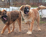 Собаки в Москве: Плюшевые девчонки в поиске дома! Девочка, Бесплатно - фото 2