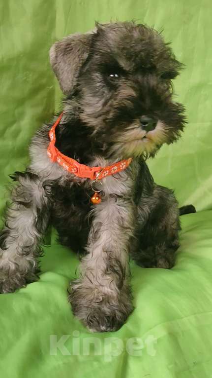 Собаки в Москве: щенок-девочка цвергшнауцера Девочка, 35 000 руб. - фото 1