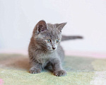 Кошки в Раменском: Кошачий ангел котенок Отти в добрые руки Мальчик, 1 руб. - фото 2