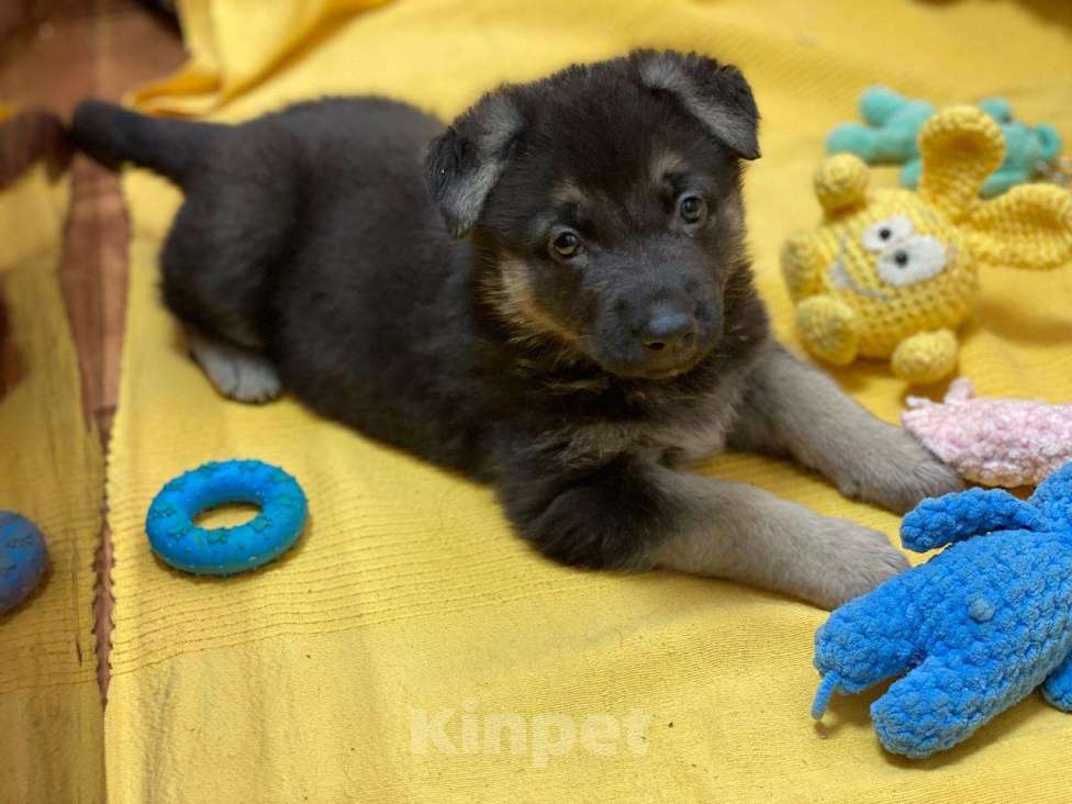 Собаки в Щелково: Щенок восточноевропейской овчарки Девочка, 57 000 руб. - фото 2