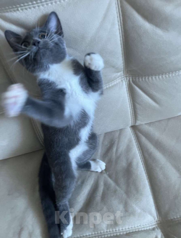 Кошки в Москве: Самый настоящий ребёнок - Мишелька в добрые руки  Девочка, Бесплатно - фото 5