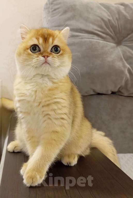 Кошки в Москве: Шотландский мальчик Мальчик, 120 000 руб. - фото 5