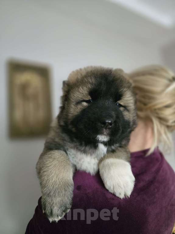 Собаки в других городах Воронежской области: Щенки кавказской овчарки.Девочки. Девочка, 40 000 руб. - фото 2