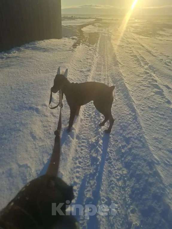 Собаки в Иркутске: Доберман, щенок Мальчик, 30 000 руб. - фото 4
