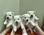 Собаки в Санкт-Петербурге: Вест-Хайлен-Вайт-Терьер Разнополые, 65 000 руб. - фото 2