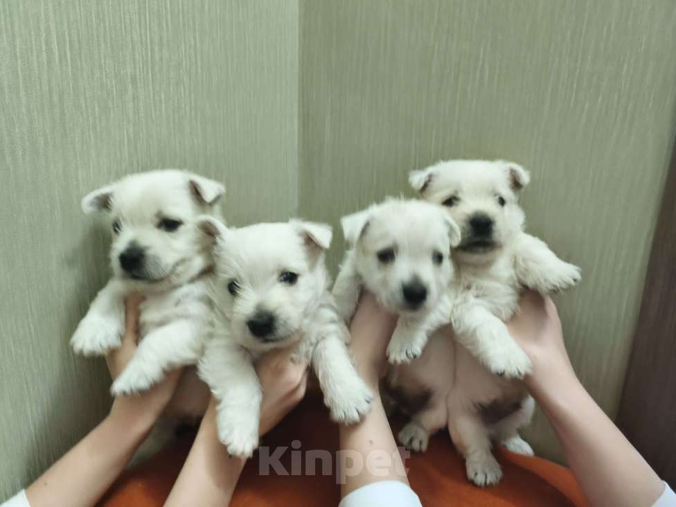 Собаки в Санкт-Петербурге: Вест-Хайлен-Вайт-Терьер Разнополые, 65 000 руб. - фото 2