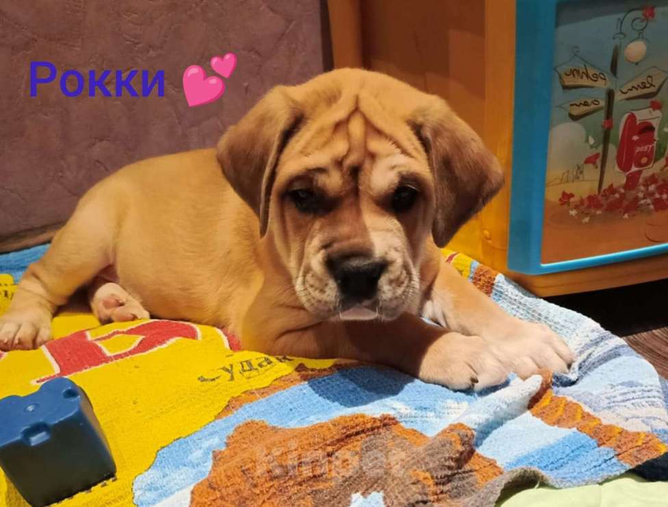 Собаки в Москве: Щенки Кадебо Мальчик, Бесплатно - фото 1